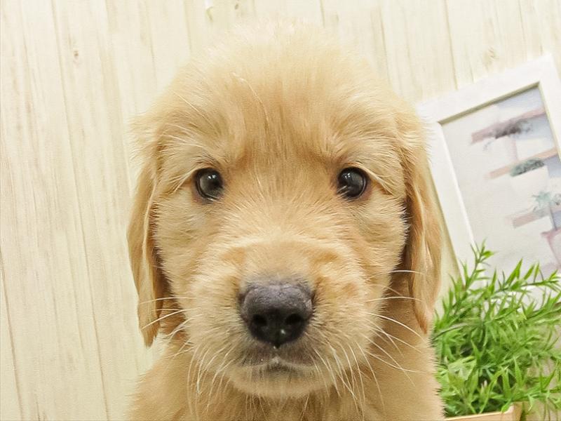 愛知県のゴールデンレトリバー (ワンラブ名古屋守山インター総本店/2025年9月19日生まれ/女の子/ゴールデン)の子犬の1枚目の画像