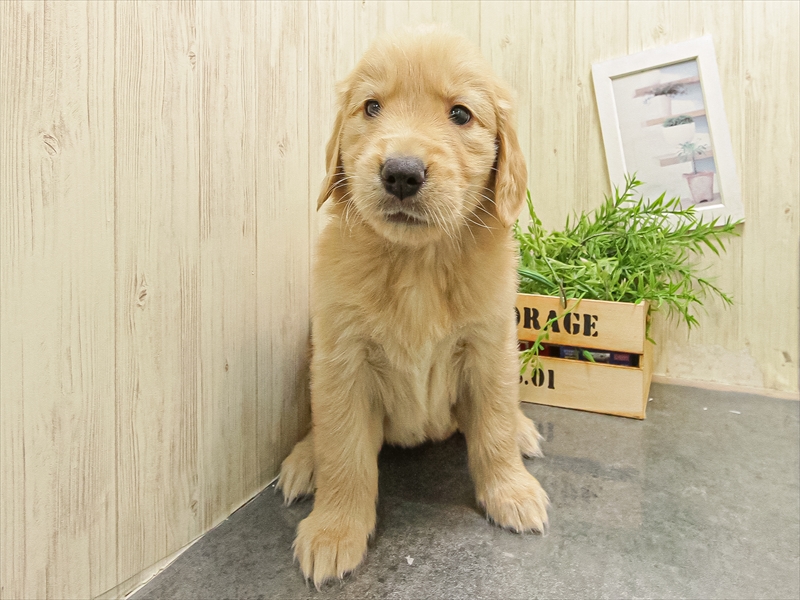 愛知県のゴールデンレトリバー (ワンラブ名古屋守山インター総本店/2025年9月19日生まれ/女の子/ゴールデン)の子犬の3枚目の画像