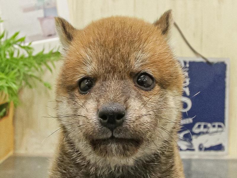 愛知県の豆柴 (ワンラブ名古屋守山インター総本店/2025年9月20日生まれ/男の子/赤)の子犬の1枚目の画像