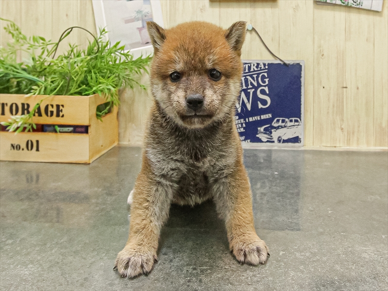 愛知県の豆柴 (ワンラブ名古屋守山インター総本店/2025年9月20日生まれ/男の子/赤)の子犬の3枚目の画像