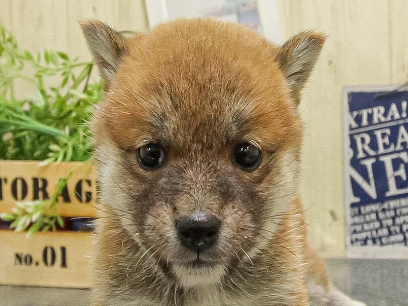愛知県の豆柴 (ワンラブカインズ小牧店(FC)/2025年9月20日生まれ/女の子/赤)の子犬の1枚目の画像