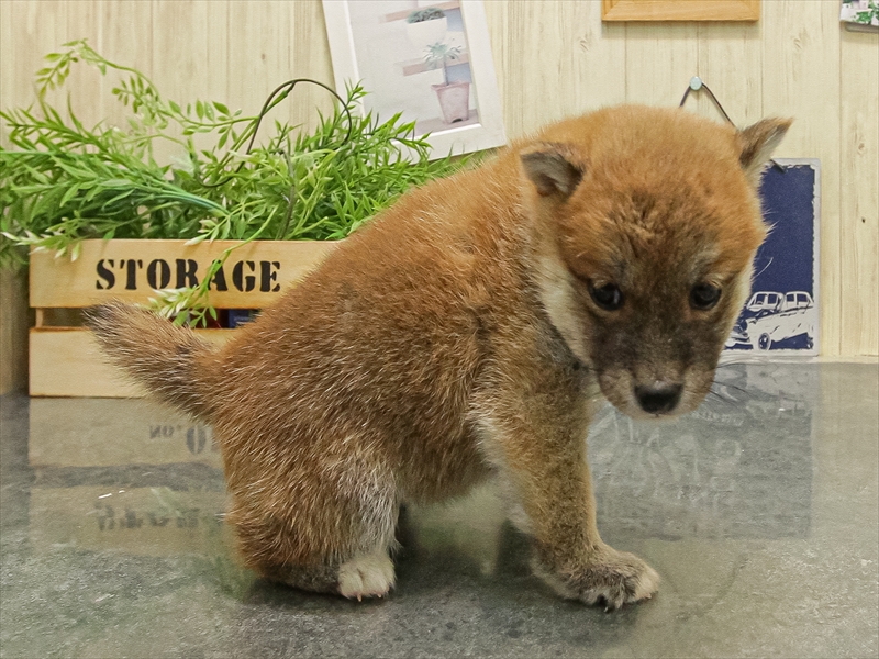 愛知県の豆柴 (ワンラブカインズ小牧店(FC)/2025年9月20日生まれ/女の子/赤)の子犬の2枚目の画像