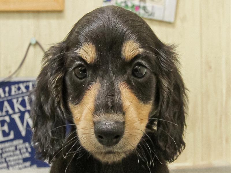 愛知県のミニチュアダックスフンド(ロング) (ワンラブららぽーと安城店/2025年9月20日生まれ/女の子/ブラックタン)の子犬の1枚目の画像