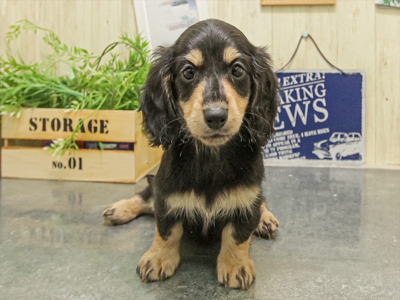 愛知県のミニチュアダックスフンド(ロング) (ワンラブららぽーと安城店/2025年9月20日生まれ/女の子/ブラックタン)の子犬の3枚目の画像
