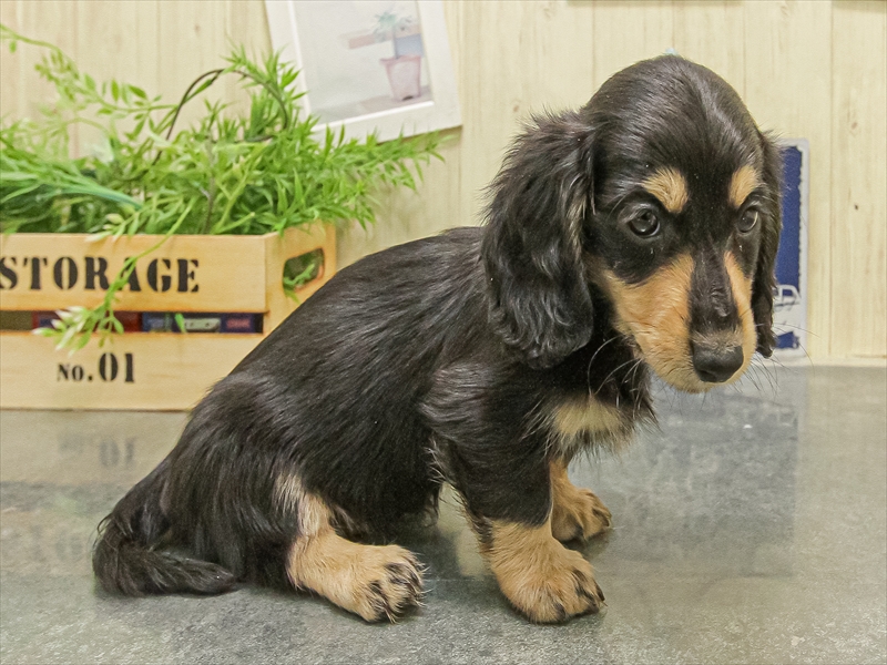 愛知県のミニチュアダックスフンド(ロング) (ワンラブららぽーと安城店/2025年9月20日生まれ/女の子/ブラックタン)の子犬の2枚目の画像