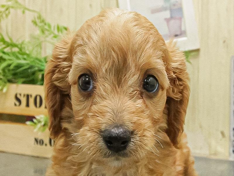 愛知県のキャバプー(キャバリア×プードル) (ワンラブ星崎店(FC)/2025年9月20日生まれ/女の子/アプリコット)の子犬の1枚目の画像