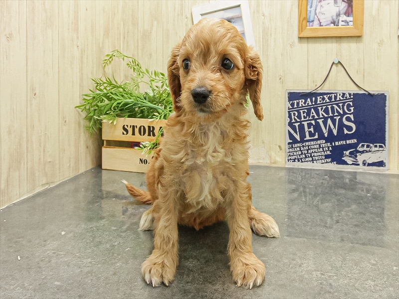 愛知県のキャバプー(キャバリア×プードル) (ワンラブ星崎店(FC)/2025年9月20日生まれ/女の子/アプリコット)の子犬の3枚目の画像
