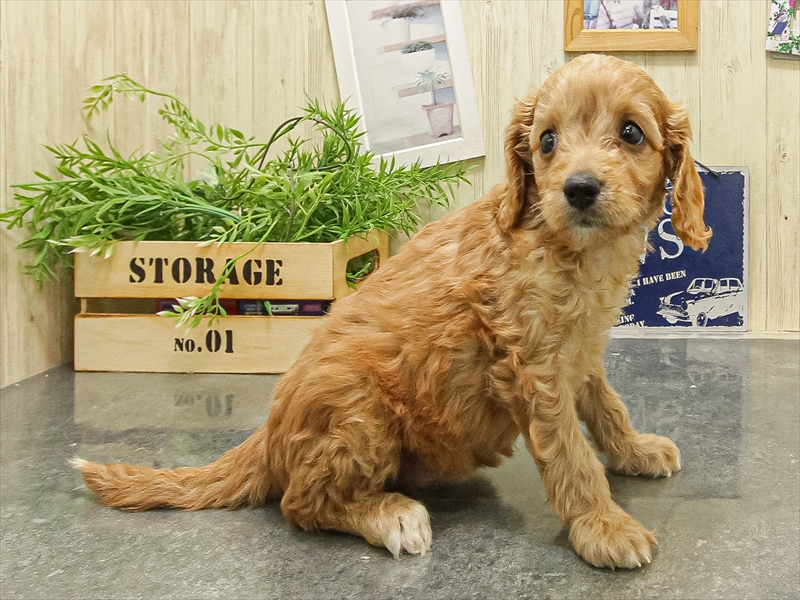 愛知県のキャバプー(キャバリア×プードル) (ワンラブ星崎店(FC)/2025年9月20日生まれ/女の子/アプリコット)の子犬の2枚目の画像