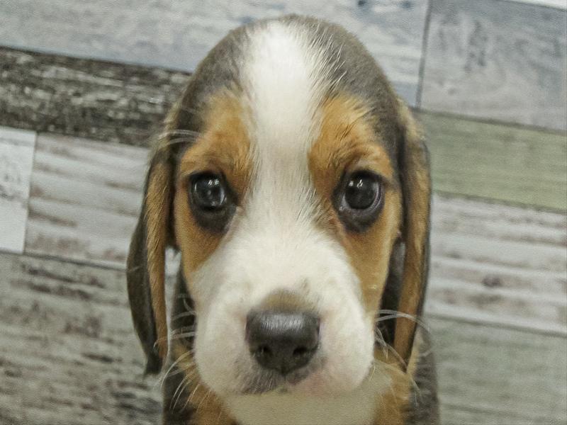 和歌山県のビーグル (ワンラブイズミヤ和歌山店/2025年9月21日生まれ/男の子/ブラックタンホワイト)の子犬の1枚目の画像