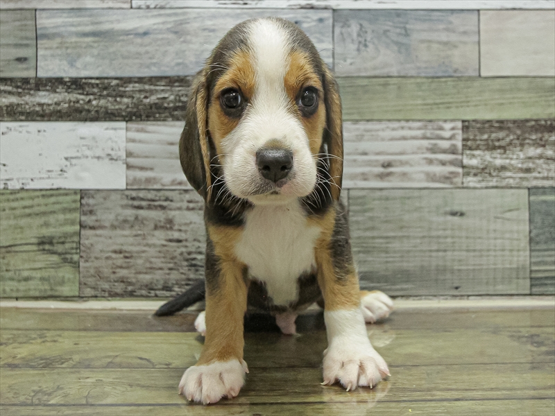 和歌山県のビーグル (ワンラブイズミヤ和歌山店/2025年9月21日生まれ/男の子/ブラックタンホワイト)の子犬の3枚目の画像