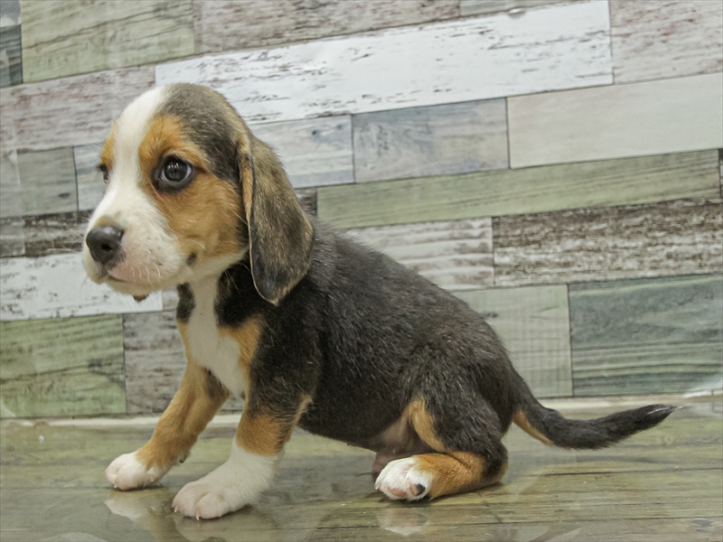 和歌山県のビーグル (ワンラブイズミヤ和歌山店/2025年9月21日生まれ/男の子/ブラックタンホワイト)の子犬の2枚目の画像