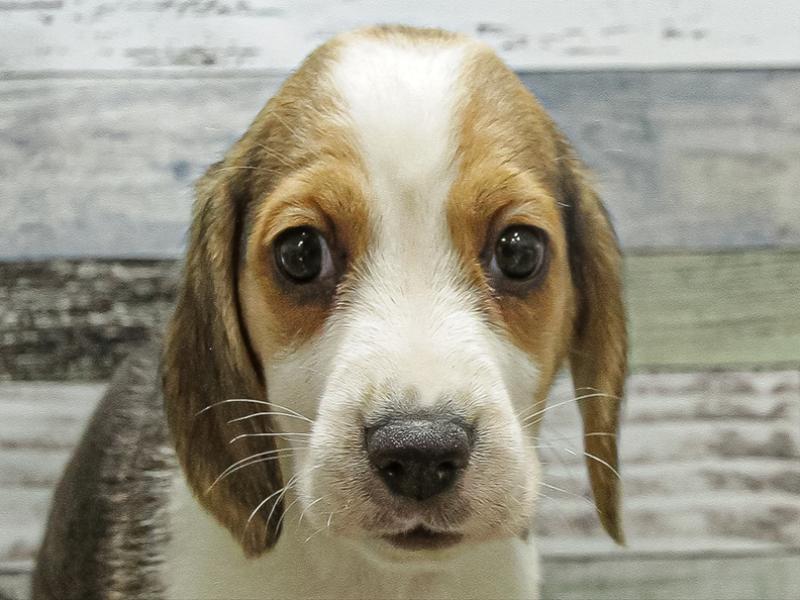 愛知県のビーグル (ワンラブ名古屋守山インター総本店/2025年9月21日生まれ/女の子/ブラックタンホワイト)の子犬の1枚目の画像