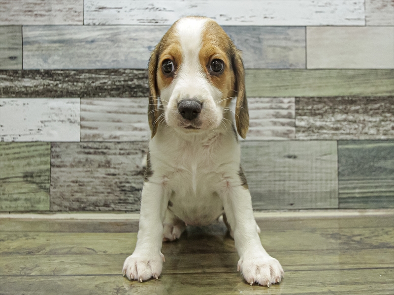 愛知県のビーグル (ワンラブ名古屋守山インター総本店/2025年9月21日生まれ/女の子/ブラックタンホワイト)の子犬の3枚目の画像