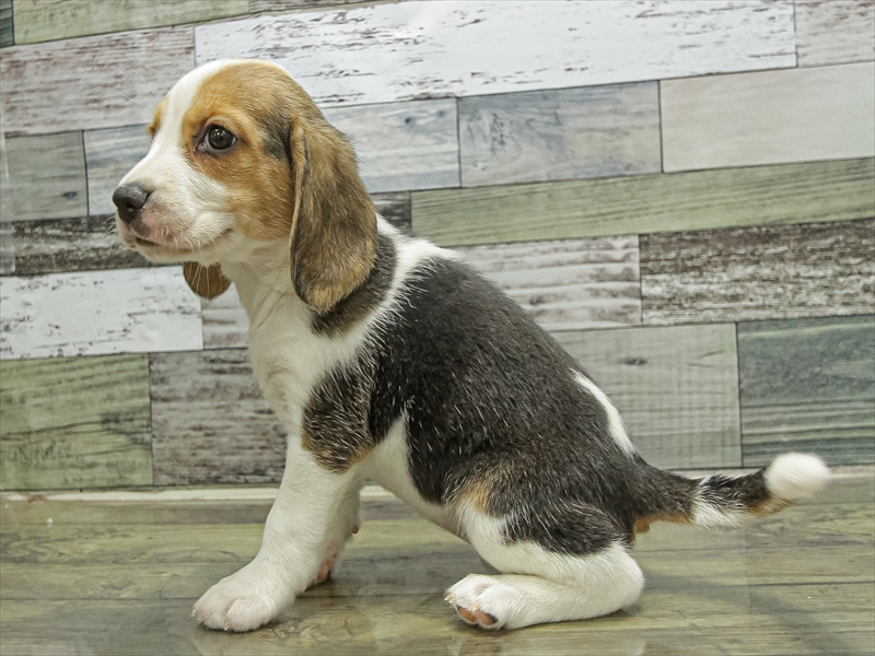 愛知県のビーグル (ワンラブ名古屋守山インター総本店/2025年9月21日生まれ/女の子/ブラックタンホワイト)の子犬の2枚目の画像