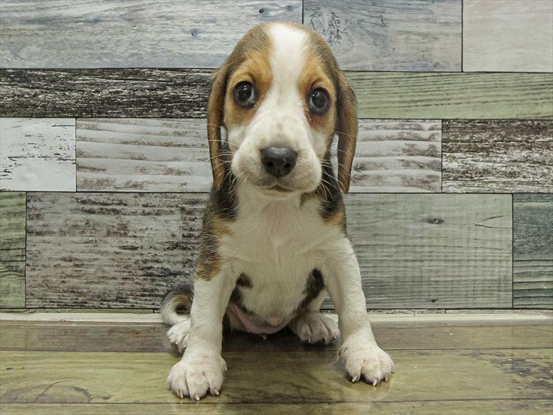 愛知県のビーグル (ワンラブ名古屋守山インター総本店/2025年9月21日生まれ/女の子/ブラックタンホワイト)の子犬の3枚目の画像