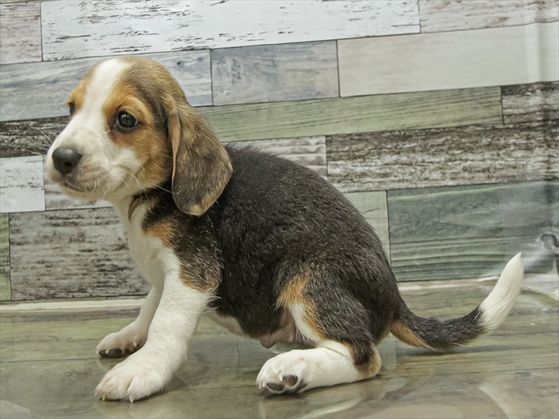 愛知県のビーグル (ワンラブ名古屋守山インター総本店/2025年9月21日生まれ/女の子/ブラックタンホワイト)の子犬の2枚目の画像