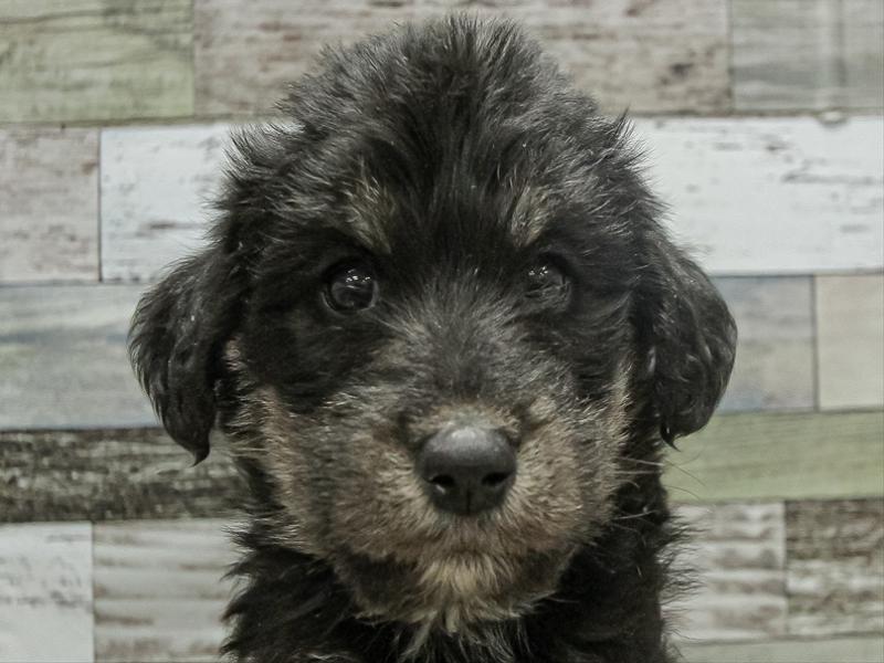 愛知県のハーフ犬・ミックス犬 (ワンラブカインズ小牧店(FC)/2025年9月21日生まれ/女の子/ブラックホワイト)の子犬の1枚目の画像