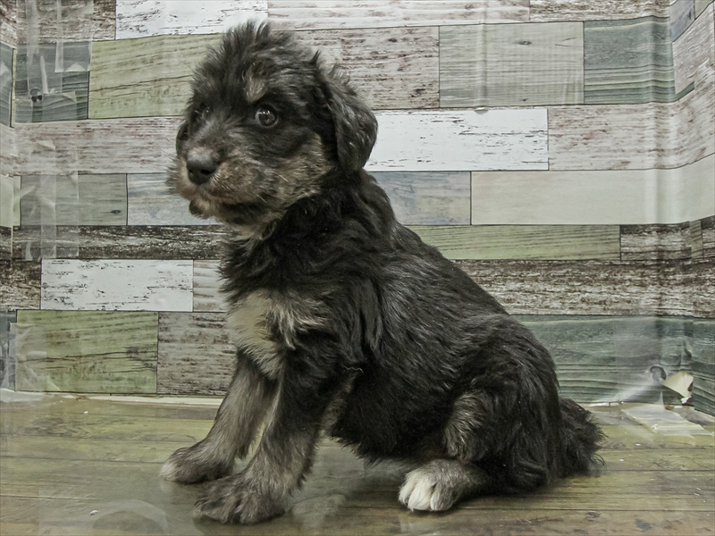 愛知県のハーフ犬・ミックス犬 (ワンラブカインズ小牧店(FC)/2025年9月21日生まれ/女の子/ブラックホワイト)の子犬の2枚目の画像