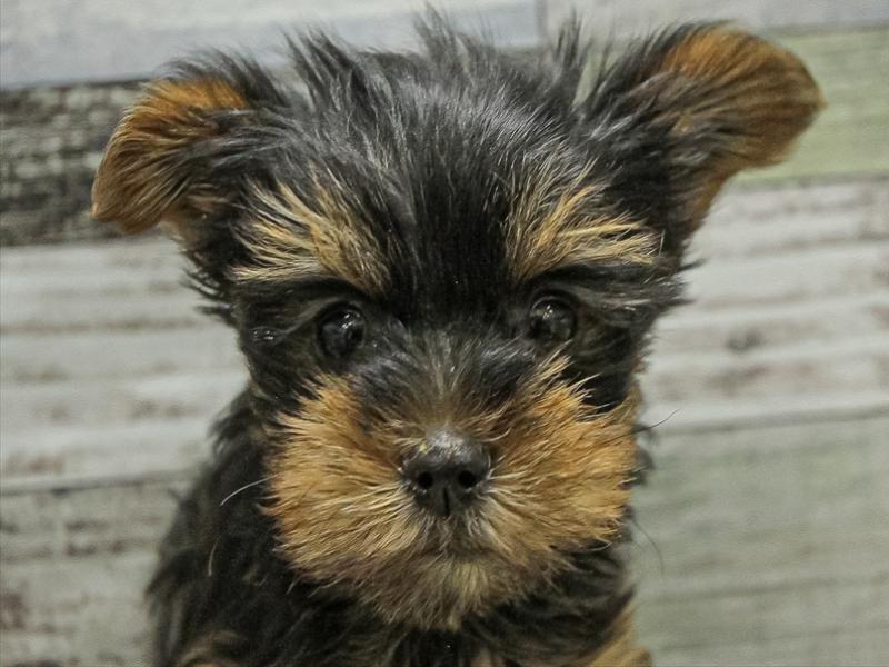 愛知県のヨークシャーテリア (ワンラブららぽーと安城店/2025年9月19日生まれ/女の子/スチールブルータン)の子犬の1枚目の画像