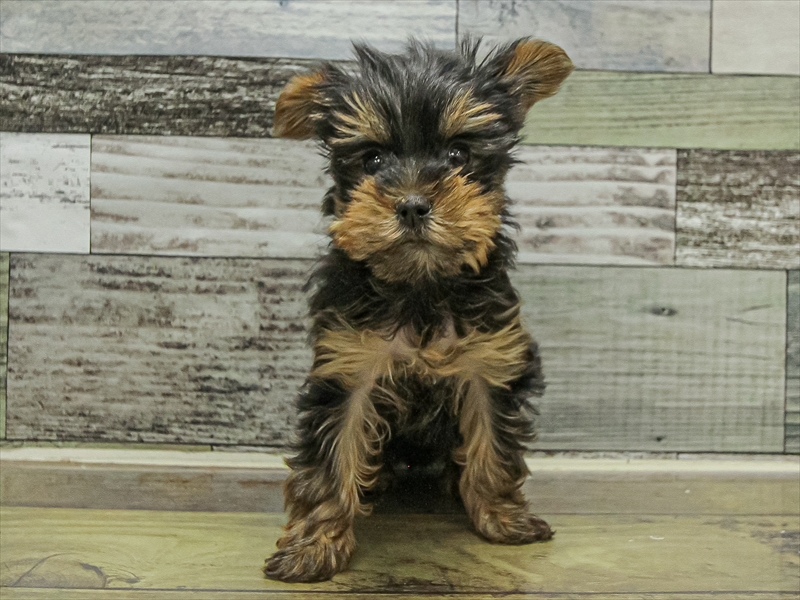 愛知県のヨークシャーテリア (ワンラブららぽーと安城店/2025年9月19日生まれ/女の子/スチールブルータン)の子犬の3枚目の画像