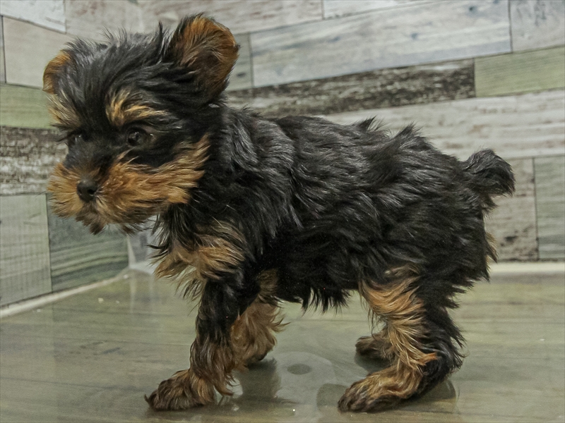 愛知県のヨークシャーテリア (ワンラブららぽーと安城店/2025年9月19日生まれ/女の子/スチールブルータン)の子犬の2枚目の画像