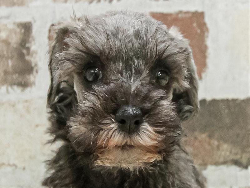 滋賀県のミニチュアシュナウザー (ワンラブカインズ彦根店/2025年9月21日生まれ/女の子/ソルトペッパー)の子犬の1枚目の画像