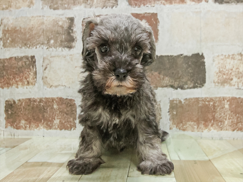 滋賀県のミニチュアシュナウザー (ワンラブカインズ彦根店/2025年9月21日生まれ/女の子/ソルトペッパー)の子犬の3枚目の画像
