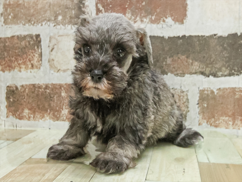 滋賀県のミニチュアシュナウザー (ワンラブカインズ彦根店/2025年9月21日生まれ/女の子/ソルトペッパー)の子犬の2枚目の画像