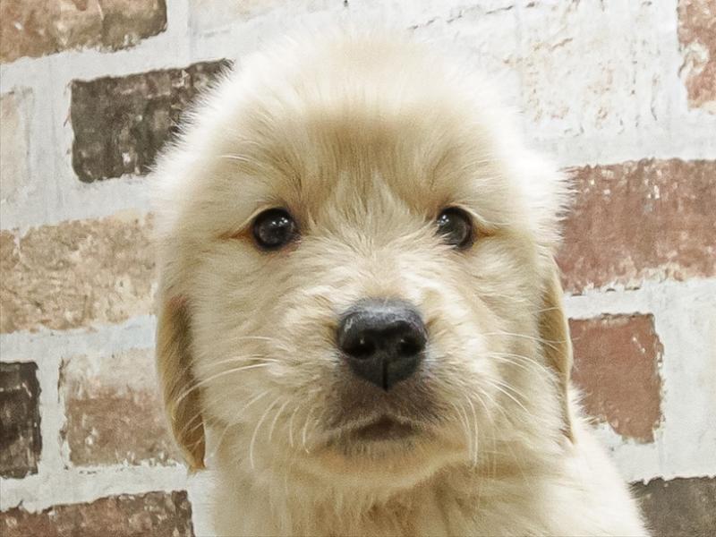 愛知県のゴールデンレトリバー (ワンラブ名古屋守山インター総本店/2025年9月20日生まれ/男の子/ゴールデン)の子犬の1枚目の画像