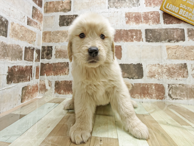 愛知県のゴールデンレトリバー (ワンラブ名古屋守山インター総本店/2025年9月20日生まれ/男の子/ゴールデン)の子犬の3枚目の画像