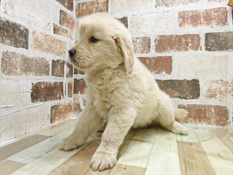 愛知県のゴールデンレトリバー (ワンラブ名古屋守山インター総本店/2025年9月20日生まれ/男の子/ゴールデン)の子犬の2枚目の画像