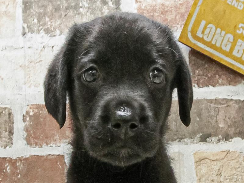 愛知県のラブラドールレトリーバー (ワンラブ名古屋守山インター総本店/2025年9月18日生まれ/女の子/ブラック)の子犬の1枚目の画像