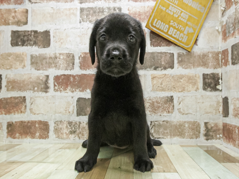 愛知県のラブラドールレトリーバー (ワンラブ名古屋守山インター総本店/2025年9月18日生まれ/女の子/ブラック)の子犬の3枚目の画像