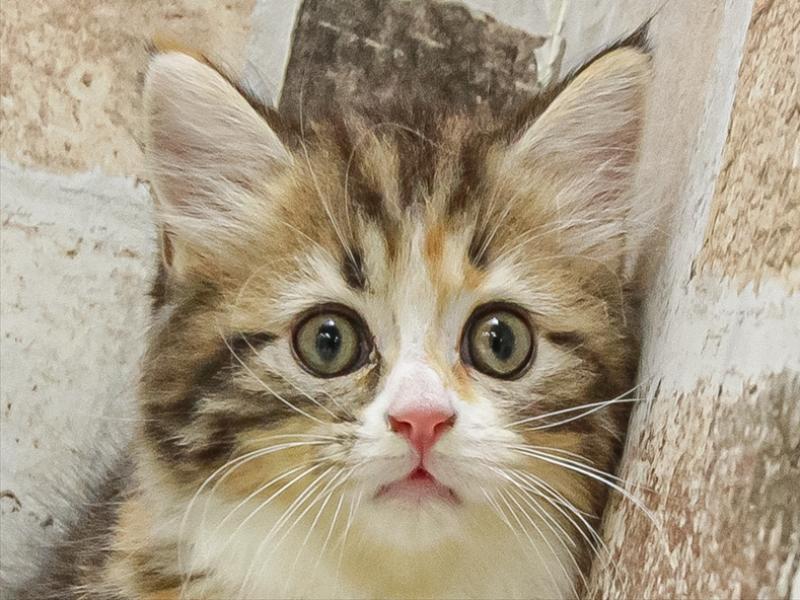 愛知県のミヌエット (ワンラブペッツビレッジ アピタ木曽川店(FC)/2025年9月18日生まれ/女の子/ブラウンパッチドタビーホワイト)の子猫の1枚目の画像
