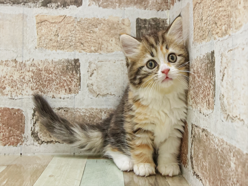 愛知県のミヌエット (ワンラブペッツビレッジ アピタ木曽川店(FC)/2025年9月18日生まれ/女の子/ブラウンパッチドタビーホワイト)の子猫の3枚目の画像