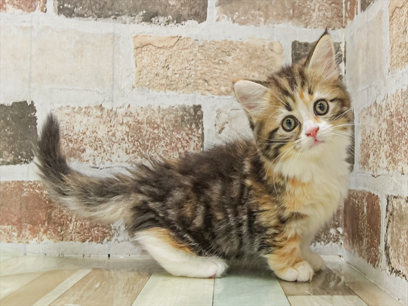 愛知県のミヌエット (ワンラブペッツビレッジ アピタ木曽川店(FC)/2025年9月18日生まれ/女の子/ブラウンパッチドタビーホワイト)の子猫の2枚目の画像