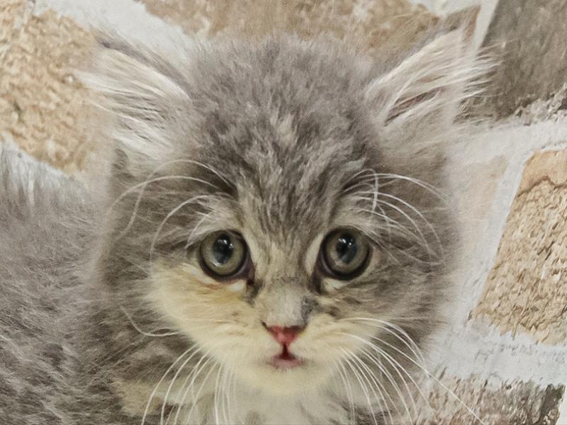 愛知県のラガマフィン (ワンラブカインズ小牧店(FC)/2025年9月9日生まれ/女の子/ブルーパッチドタビー)の子猫の1枚目の画像