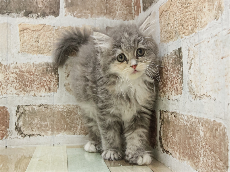 愛知県のラガマフィン (ワンラブカインズ小牧店(FC)/2025年9月9日生まれ/女の子/ブルーパッチドタビー)の子猫の3枚目の画像