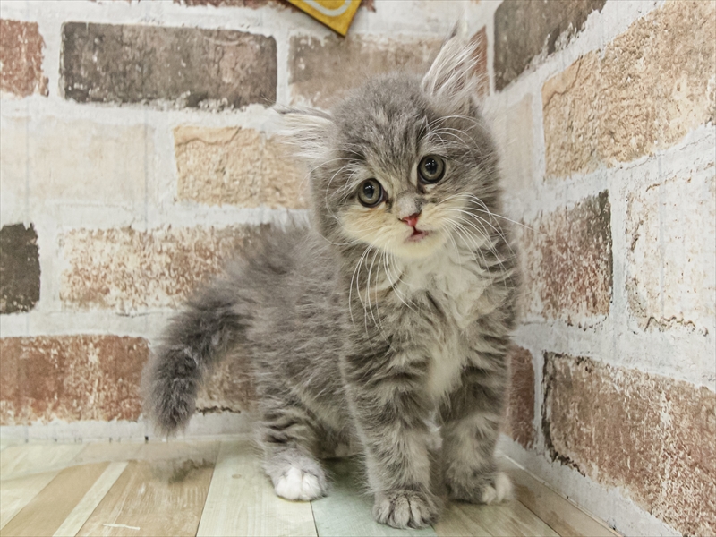 愛知県のラガマフィン (ワンラブカインズ小牧店(FC)/2025年9月9日生まれ/女の子/ブルーパッチドタビー)の子猫の2枚目の画像