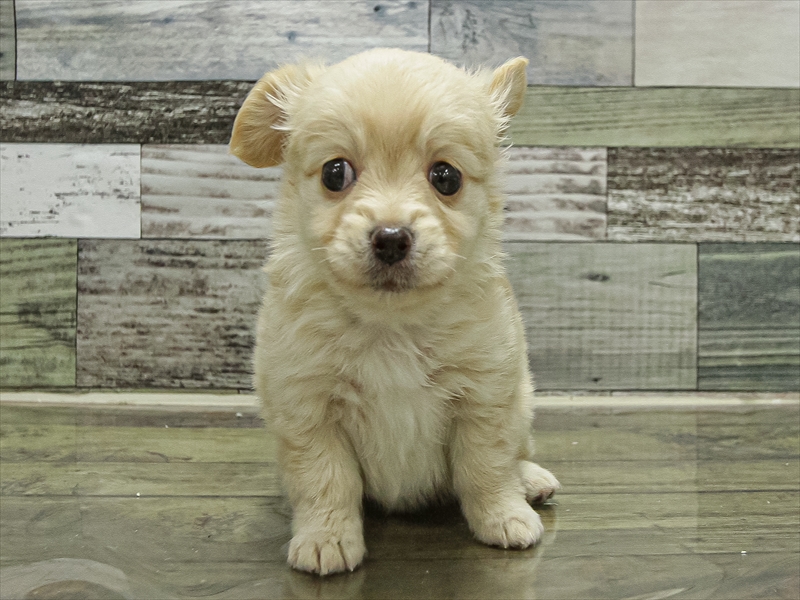 愛知県のチワックス(チワワ×ダックス) (ワンラブカインズ小牧店(FC)/2025年9月17日生まれ/女の子/イエロー)の子犬の3枚目の画像