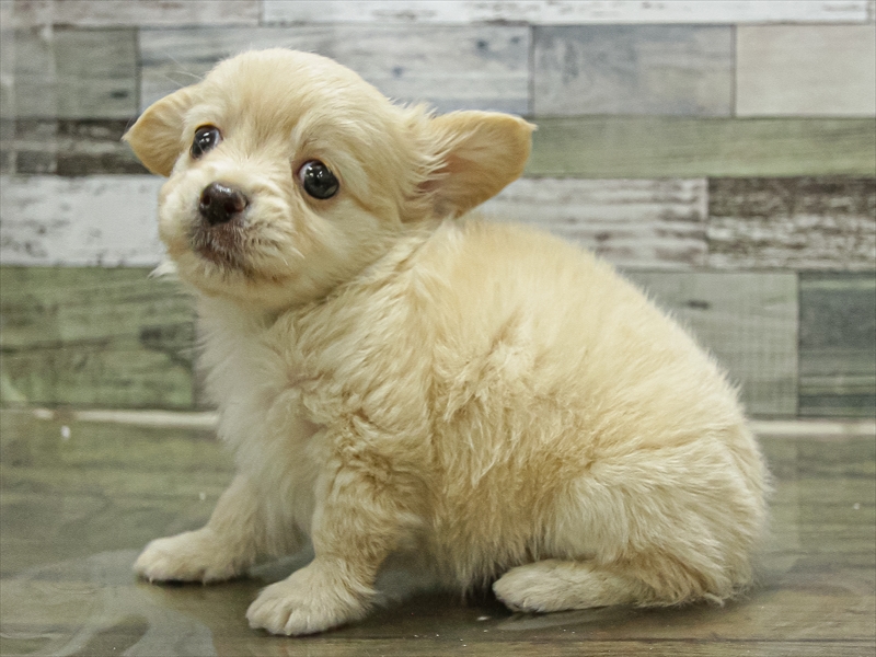 愛知県のチワックス(チワワ×ダックス) (ワンラブカインズ小牧店(FC)/2025年9月17日生まれ/女の子/イエロー)の子犬の2枚目の画像