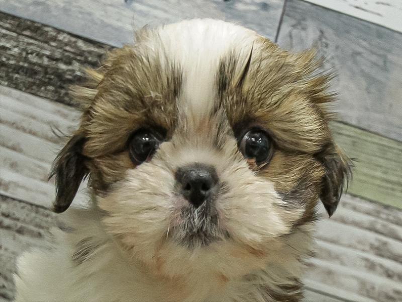 愛知県のシーズー (ワンラブイオンモール常滑店/2025年9月21日生まれ/女の子/ゴールドホワイト)の子犬の1枚目の画像