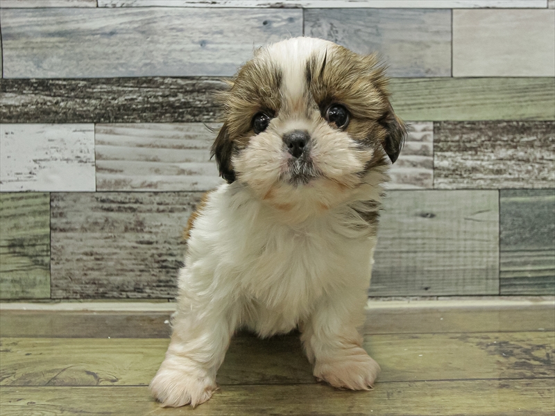 愛知県のシーズー (ワンラブイオンモール常滑店/2025年9月21日生まれ/女の子/ゴールドホワイト)の子犬の3枚目の画像