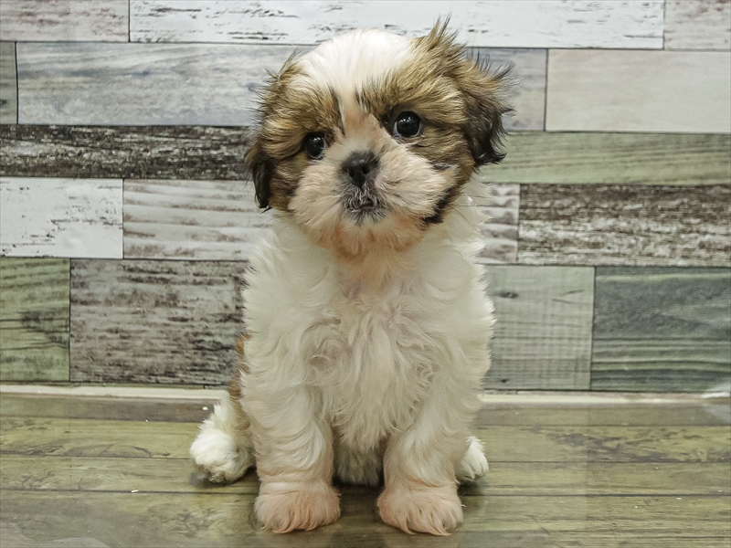 愛知県のシーズー (ワンラブドン・キホーテ パウ中川山王店/2025年9月21日生まれ/女の子/ゴールドホワイト)の子犬の3枚目の画像