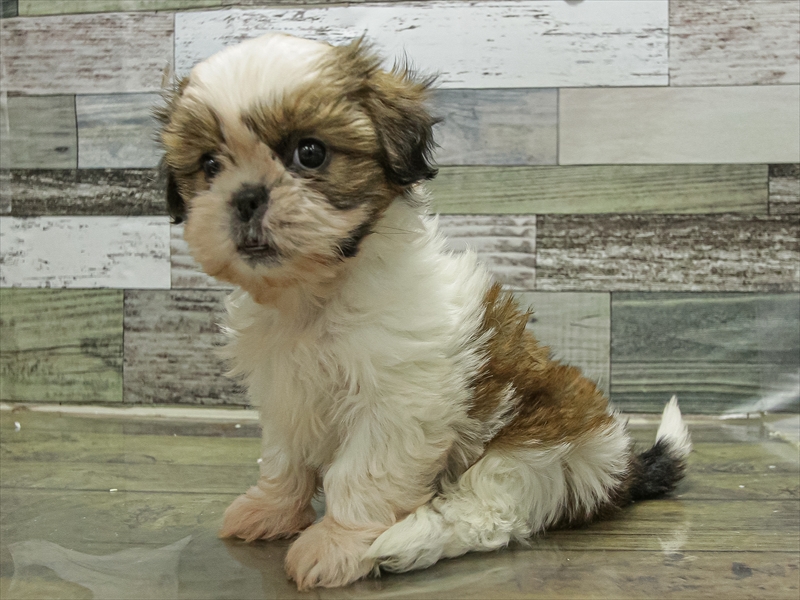 愛知県のシーズー (ワンラブドン・キホーテ パウ中川山王店/2025年9月21日生まれ/女の子/ゴールドホワイト)の子犬の2枚目の画像