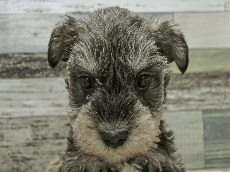 愛知県のミニチュアシュナウザー (ワンラブイオンモール常滑店/2025年9月21日生まれ/男の子/ソルトペッパー)の子犬の1枚目の画像