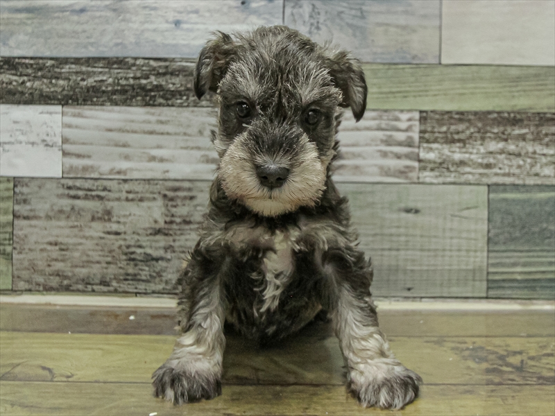 愛知県のミニチュアシュナウザー (ワンラブイオンモール常滑店/2025年9月21日生まれ/男の子/ソルトペッパー)の子犬の3枚目の画像