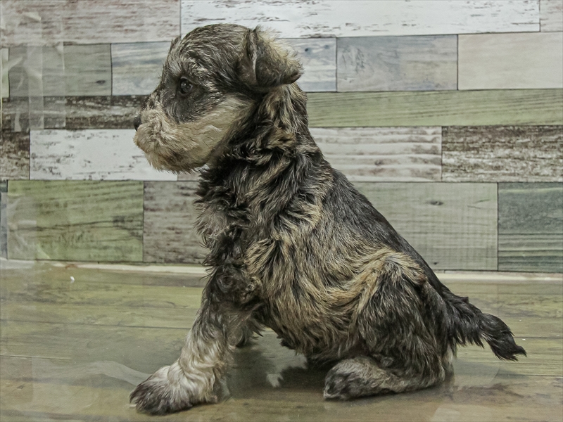 愛知県のミニチュアシュナウザー (ワンラブイオンモール常滑店/2025年9月21日生まれ/男の子/ソルトペッパー)の子犬の2枚目の画像