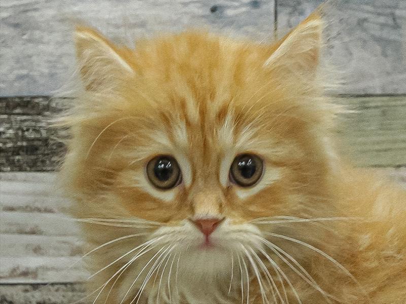 愛知県のミヌエット (ワンラブペッツビレッジ アピタ木曽川店(FC)/2025年9月17日生まれ/男の子/レッドタビー)の子猫の1枚目の画像