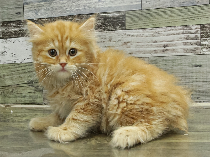 愛知県のミヌエット (ワンラブペッツビレッジ アピタ木曽川店(FC)/2025年9月17日生まれ/男の子/レッドタビー)の子猫の2枚目の画像